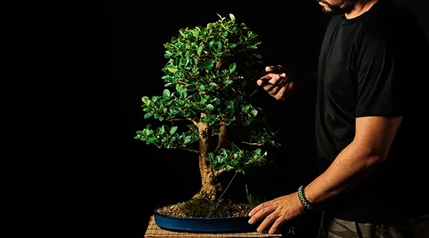 Bonsai Services Bonsai Services